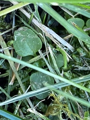 Veronica serpyllifolia