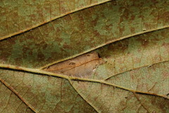 Phyllonorycter nicellii