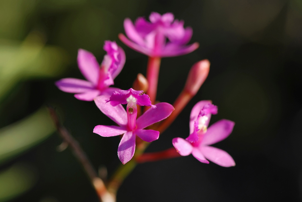 Epidendreae