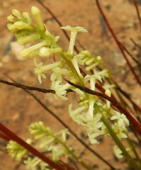 Stackhousia aspericocca