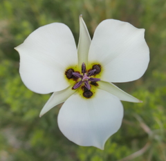 Calochortus bruneaunis
