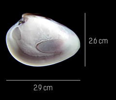 Hysteroconcha rosea