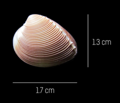 Hysteroconcha rosea
