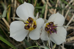 Calochortus bruneaunis