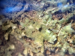 Frullania monocera