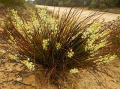 Stackhousia aspericocca