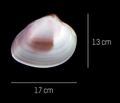 Hysteroconcha rosea