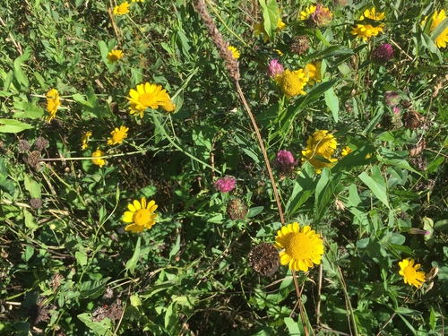Dyer's chamomile (Cota tinctoria)