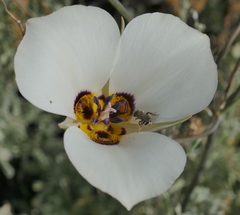 Calochortus bruneaunis