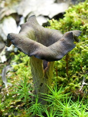 Craterellus