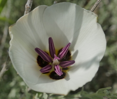 Calochortus bruneaunis