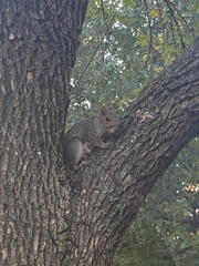 Sciurus carolinensis