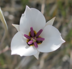 Calochortus bruneaunis