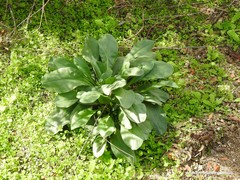 Cynoglossum cheirifolium
