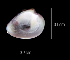 Hysteroconcha rosea