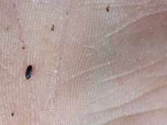 Plinthisus woodwardi