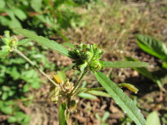Croton glandulosus septentrionalis