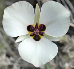 Calochortus bruneaunis