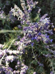 Salvia yangii
