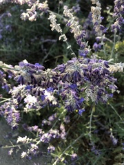 Salvia yangii