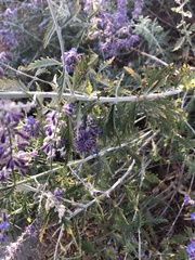 Salvia yangii