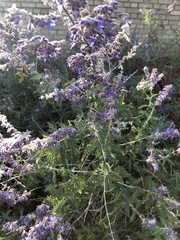 Salvia yangii