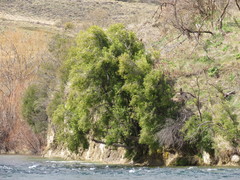 Maytenus boaria