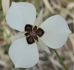 Calochortus bruneaunis