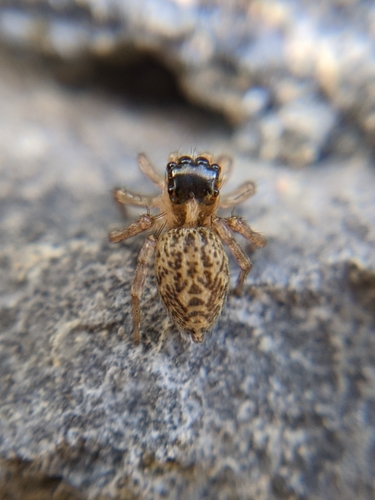 Beardfooted spider