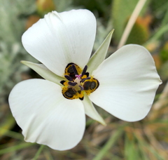 Calochortus bruneaunis