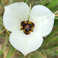 Calochortus bruneaunis