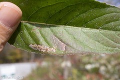 Mompha argentimaculella