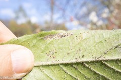 Mompha argentimaculella