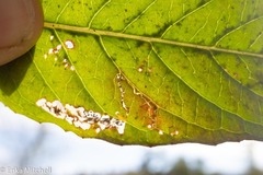 Mompha argentimaculella