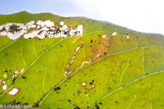 Mompha argentimaculella