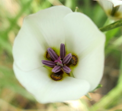 Calochortus bruneaunis