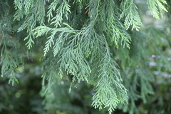 Cupressus pendula