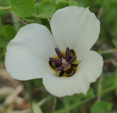 Calochortus bruneaunis