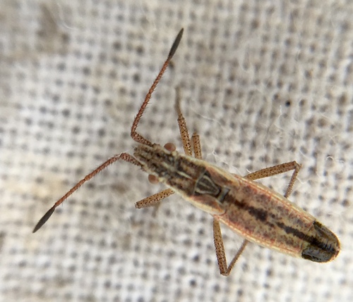 short-winged rhopalid, photo 7 of 7