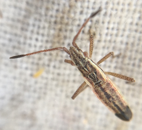 Myrmus miriformis miriformis