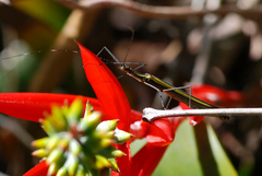 Paraphasma sooretama