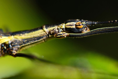 Paraphasma sooretama