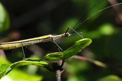 Paraphasma sooretama