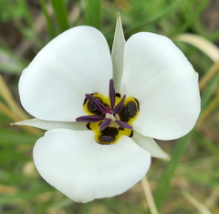 Calochortus bruneaunis