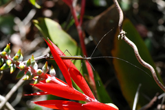 Paraphasma sooretama