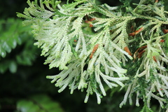 Thujopsis dolabrata