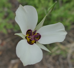 Calochortus bruneaunis