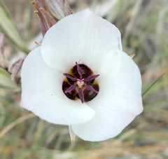 Calochortus bruneaunis