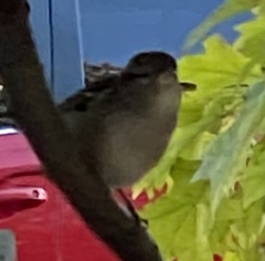 Passer domesticus