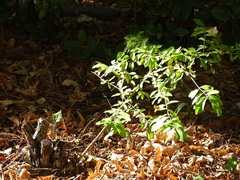 Ligustrum robustum walkeri